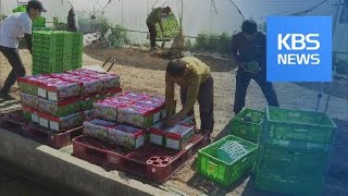 SMALL-SIZED WATERMELONS / KBS뉴스(News)