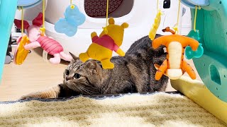 初見の物には必ずチェックでくんくん嗅ぎする猫がこちら！ #481【生後1年と191日目 スコティッシュフォールド】