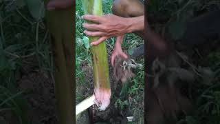 Banana plantation, kadali chasa, odia language in Chasa Basa farm