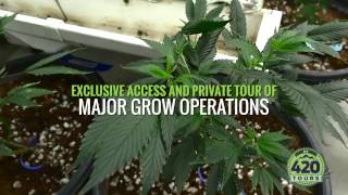 Pot Tours Denver - Cannabis Tour Colorado - My 420 Tours