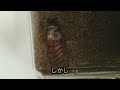 【カブトムシ飼育】うごこ旅立つ 羽化直前 成虫になれず