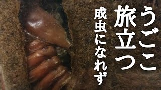 【カブトムシ飼育】うごこ旅立つ 羽化直前 成虫になれず