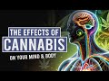 What Happens to Your Body When You Use Cannabis