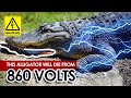 This Alligator Will Die From 860 Volts | Electric Eel Attacks Compilation| Electric Eel vs Crocodile