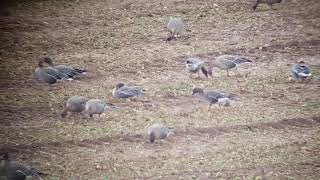 Tundra Bean Geese, Fring, Norfolk, 5th January 2020