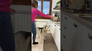 Come CONVINCERE il tuo CANE a mangiare la PAPPA quando non gli va🫢🐶#dog #dogchallenge #prank #cane