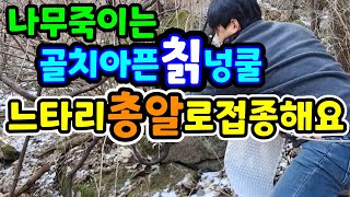 칡넝쿨제거와 칡느타리재배 버섯종균파는곳