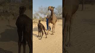 Cute camel #cuteanimal #camel #camellover #youtubeshorts