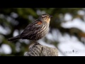 Female Red-winged blackbird