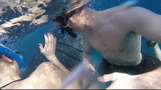 Swimming with WHALE SHARKS in Oslob, Cebu Philippines