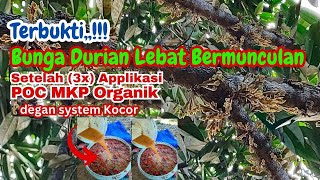 Durian Berbunga Lebat hanya dengan POC MKP Organik Buatan Sendiri