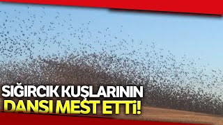 Göç Yolundaki Sığırcık Kuşlarının Gösterisi Mest Etti