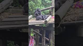 Chimpanzee/Pan troglodytes/Taipei Zoo