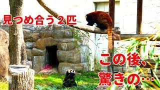 レッサーパンダ、びっくり！in 大阪／Red Panda surprised in Osaka(天王寺動物園動画)