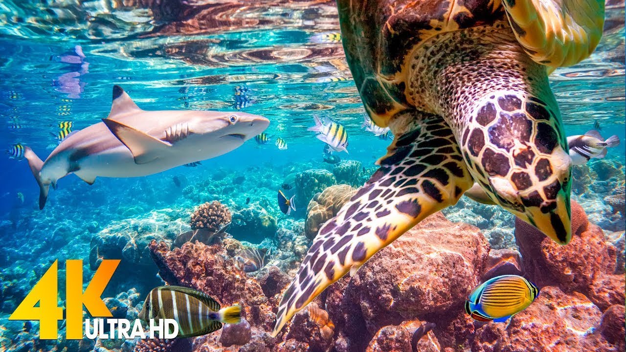 11 HOURS Stunning 4K Underwater Footage + Music | Nature Relaxation ...