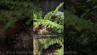 Polystichum proliferum - Mother Shield Fern.