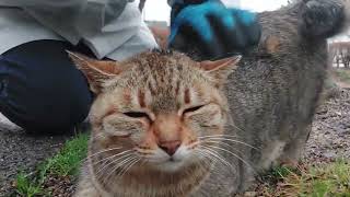 雨でも出て来てくれた美猫のとらちゃん❗伏せる姿可愛いでしょ‼️上手く雨宿りしておいてね❤️