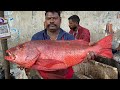 RED SNAPPER FISH ⚡️ KASIMEDU SPEED SELVAM MASS FISH CUTTING #kasimedufihcutting