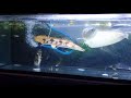 My pet arowana and bichir fish