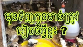 គួរយល់ដឹងមុនចង់ចិញ្ចឹមមាន់