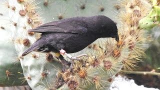 Darwin Finches, Galapagos