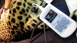 Cheetah Youtube Version 3.wmv