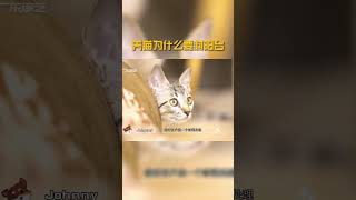 猫猫可是个好奇宝宝呢！为了它们的安全考虑，最好还是封一下阳台哦~#爱宠笑园 #猫 #萌宠 #Shorts