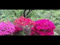 秋田県能代市二ツ井町 2024 05 12 きみまち阪のツツジ 4k hdr10bit 2160p30