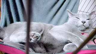 【猫動画】ハンモックでとろけちゃうロシアンブルー【russianblue】Russian blue that melts in a hammock