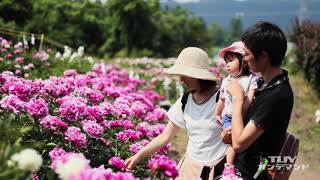 諏訪神社の芍薬