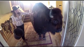 Housebroken Bison for Sale on Craigslist
