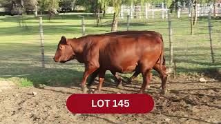 LOT 145