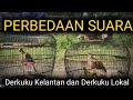 perbedaan suara anggungan derkuku lokal dan kelantan