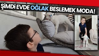 Evde Kedi ve Köpek Beslemenin Yerini Oğlaklar Aldı