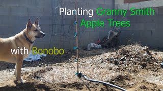 Planting Granny Smith Apple Trees in heavy clay soil