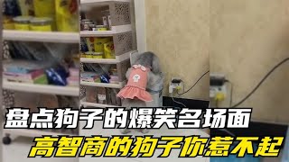 盘点狗子的爆笑名场面，高智商的狗子你惹不起，个个是演技派