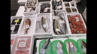 2024 12 28の若狭小浜の魚たち！　定置の魚！　ツバス、さわら、あじ、イシガキダイ、・・・養殖　のブリ、かんぱち等・正月用品