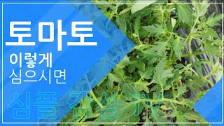 #토마토모종심는방법 #토마토이렇게 심으면 성공