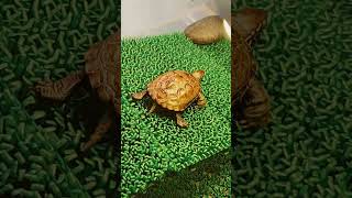 大好きな丸石に向かうクサガメ #クサガメ #イシガメ #亀 #turtle #cute #animals