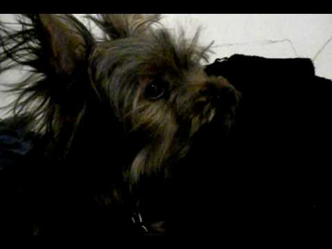 Yorkie Barking Youtube