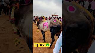 Mathur 1001 ✅ | mathur sharyat 2024 | mathur sharyat video