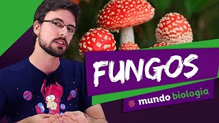 🌿 Botânica (5/5): Fungos - Biologia - ENEM