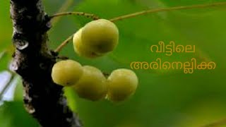 Star gooseberry || വീട്ടിലെ അരിനെല്ലിക്ക