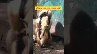 দুনিয়ার সবচেয়ে আজব প্রাণী || শিক্ষার পথ #shorts #viralshort