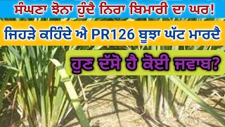 ਜਿਹੜੇ ਕਹਿੰਦੇ ਐ PR126 ਬੂਝਾ ਘੱਟ ਮਾਰਦਾ, ਹੁਣ ਦੱਸੋ ਹੈ ਕੋਈ ਜਵਾਬ? ਸੰਘਣਾ ਝੋਨਾ ਨਿਰਾ ਬਿਮਾਰੀ ਦਾ ਘਰ!