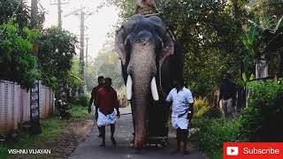 |ചന്ദ്രുവിനെ തറി മാറ്റി.അമ്പലത്തിൽ തൊഴാൻ പോയപ്പോൾ|Elephant chandrashekharan at mulankunathkavtemple|