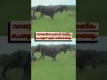 കുട്ടി ആനയെ രക്ഷിക്കാൻ സാധിച്ചില്ല elephantelove trendingshorts babyelephante shortsfeed 2024 12