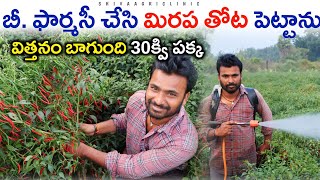 30క్వి దిగుబడినిస్తున్న హైబ్రిడ్ మిరప తోట సాగు | Hybrid Chilli Farming | Shiva Agri Clinic