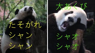 上野動物園に行こう！🐼 ㊵ ~2022年9月29日