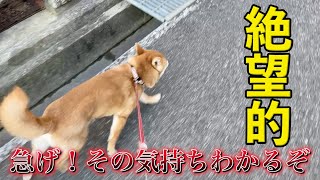 【絶望的】散歩中いきなりやってくるアイツ　柴犬小夏